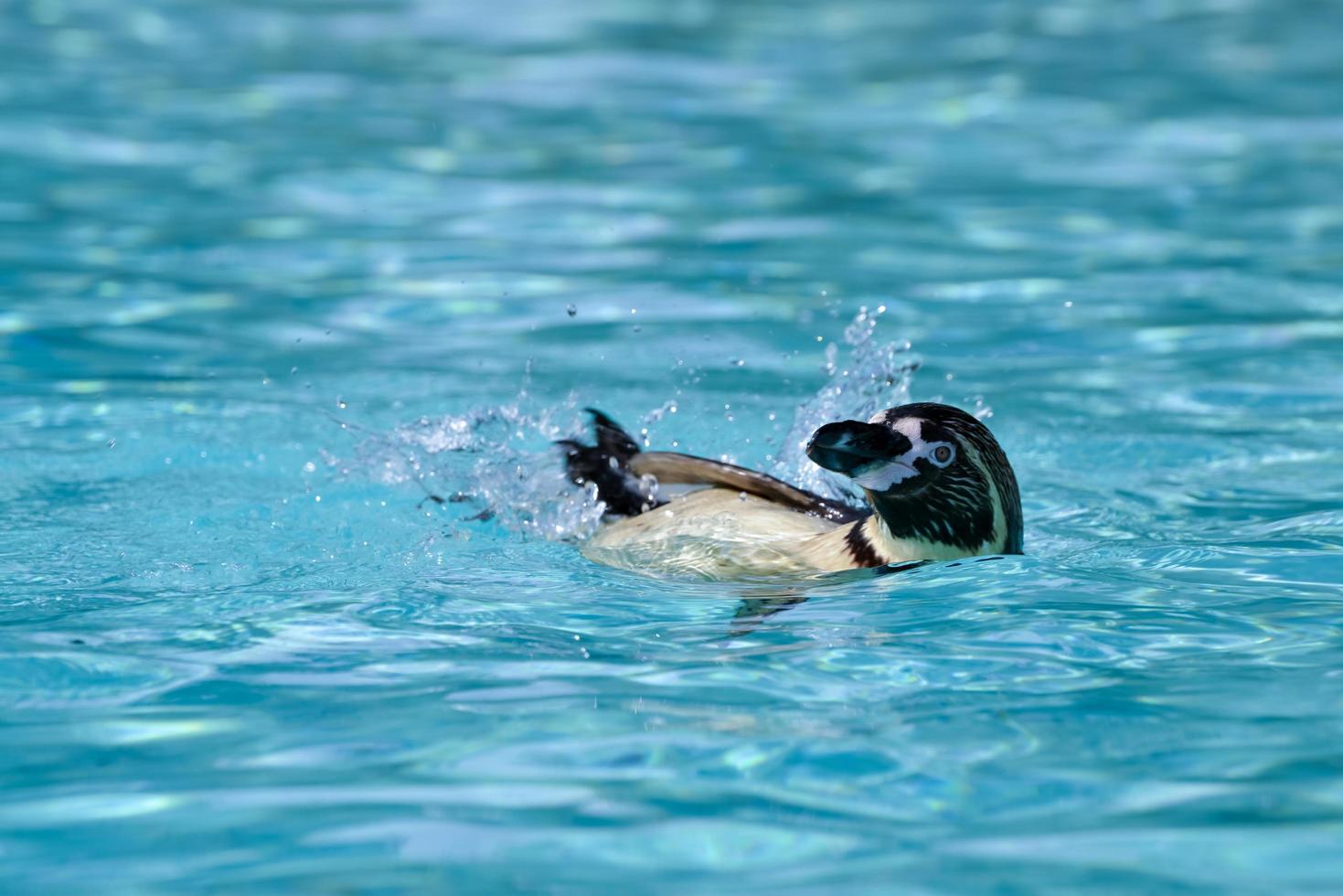 Humboldt Penguin floating on his back photo