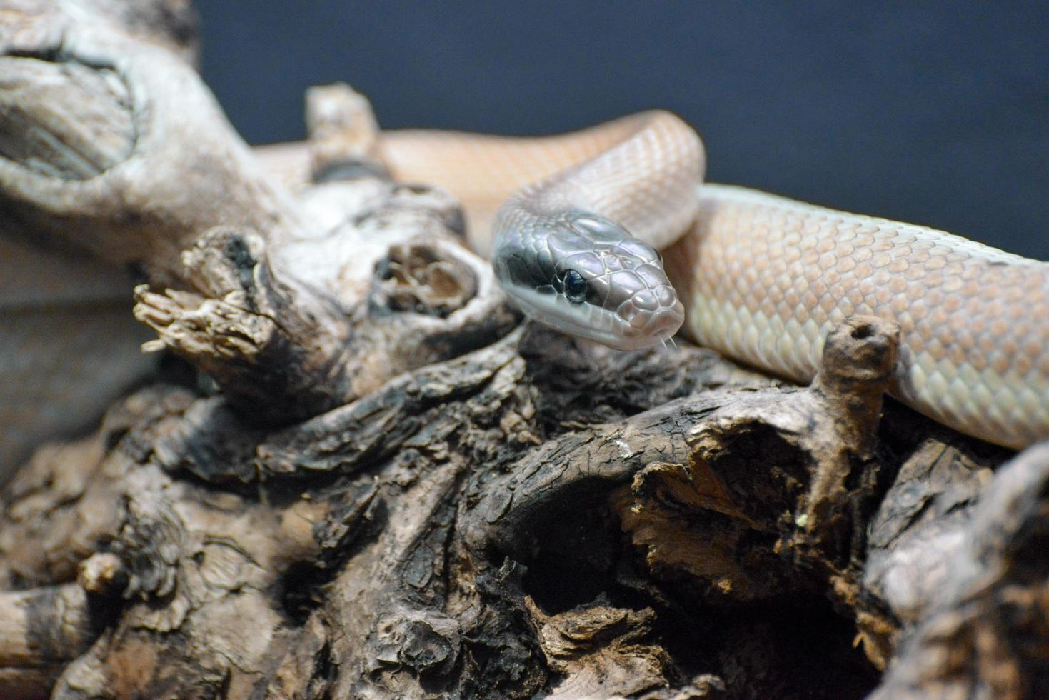 Cave Racer on a log photo