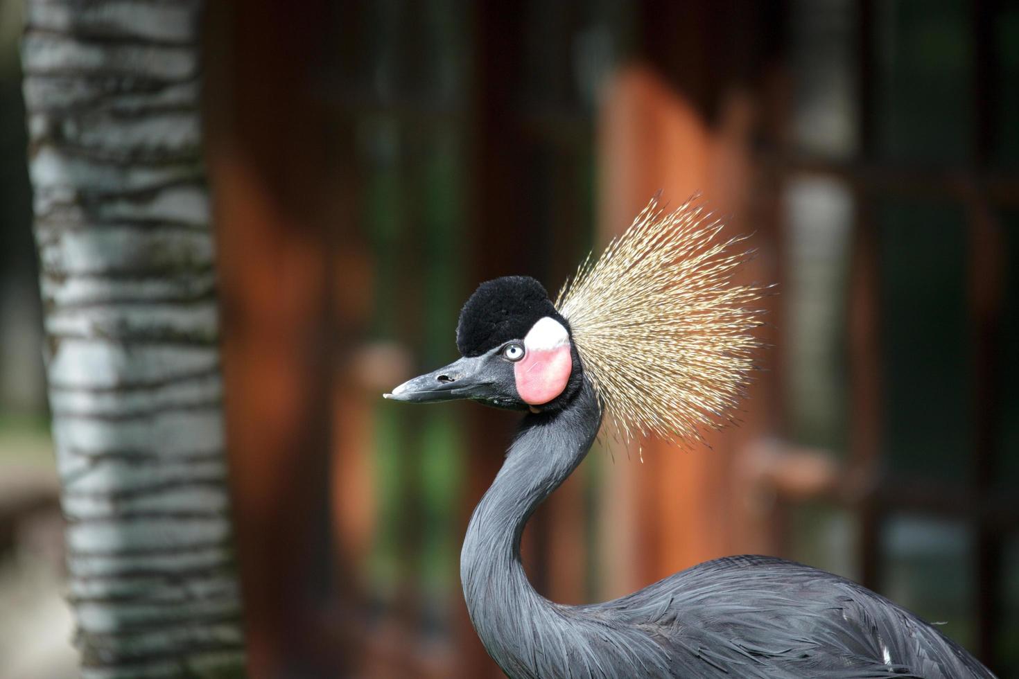Black Crowned Crane photo