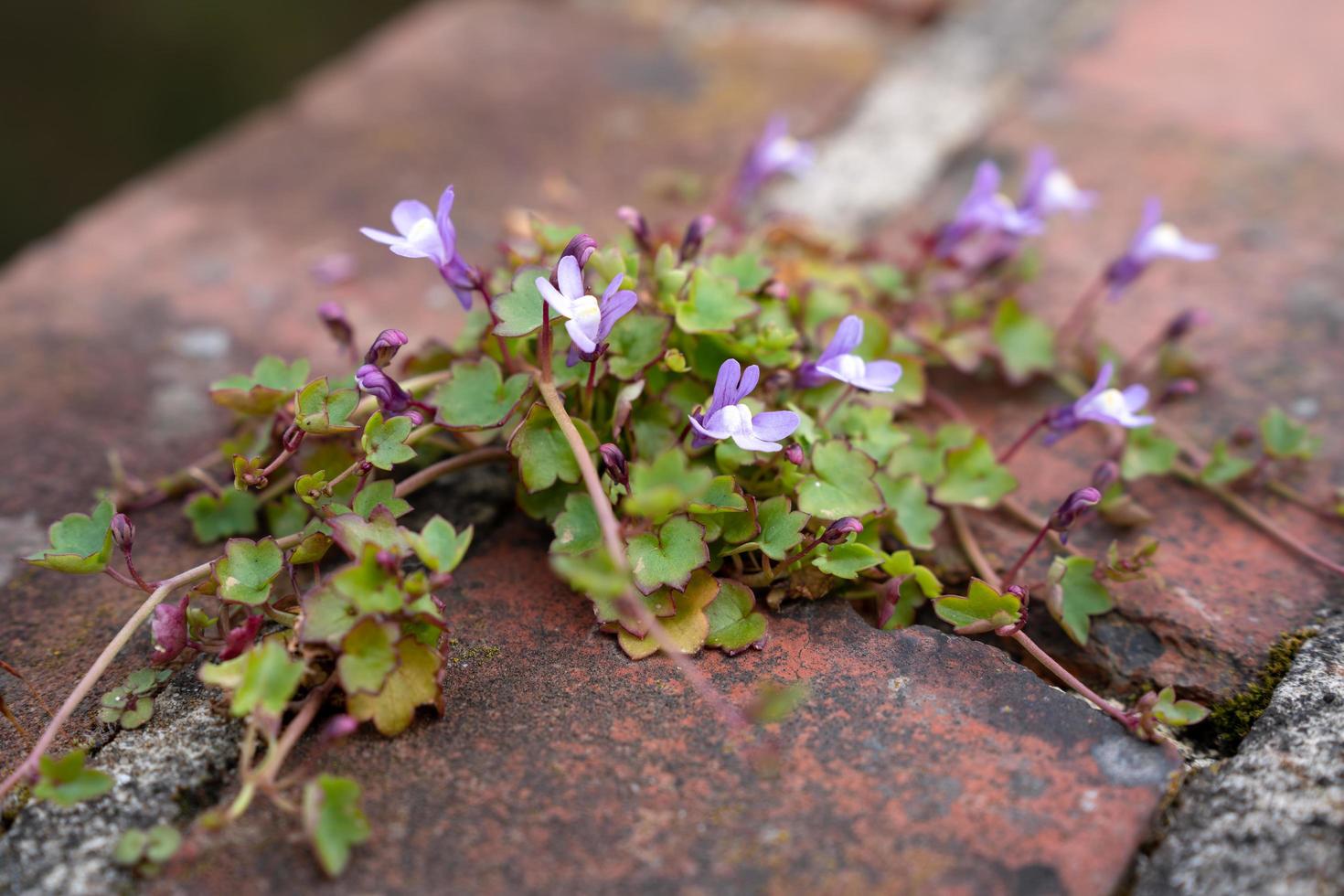 Ivy leaved Toadflax growing on a wall in East Grinstead photo