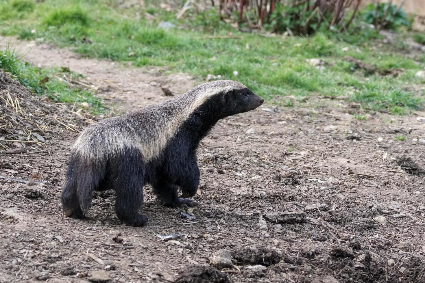 Honey Badger wandering around his territory photo
