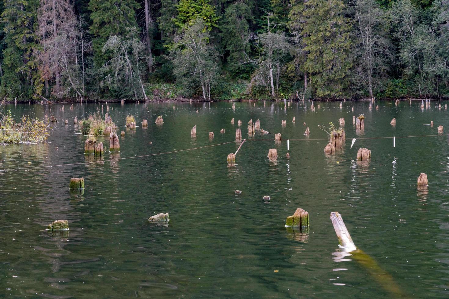 Submerged forest at the Red Lake in the Eastern Carpathians Romania photo