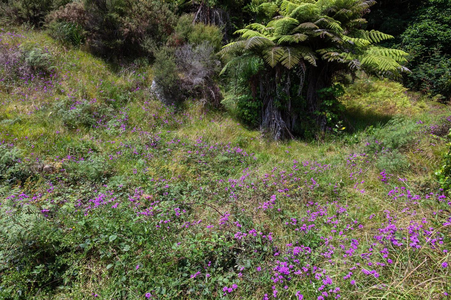 Pink Wildflowers Blooming near Hahei in New Zealand photo