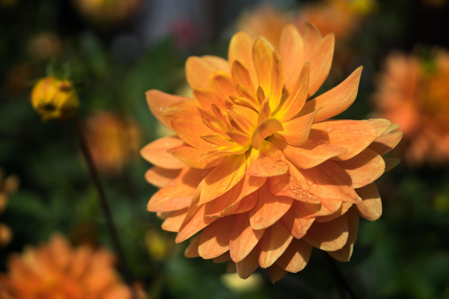 Orange Dahlia in Full Bloom photo