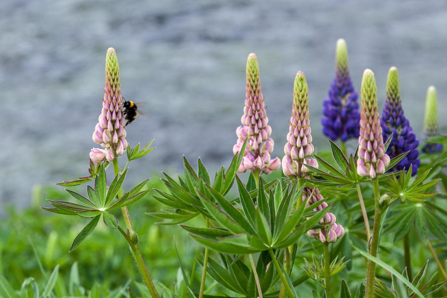 Wild Lupins in full bloom photo