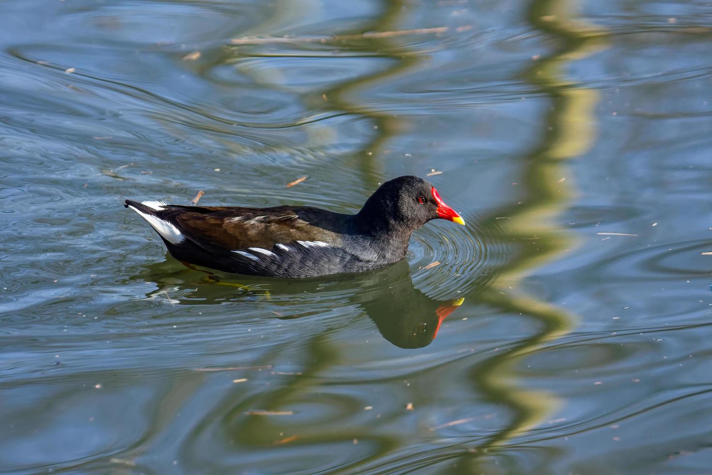 Common Moorhen swimming in a lake photo
