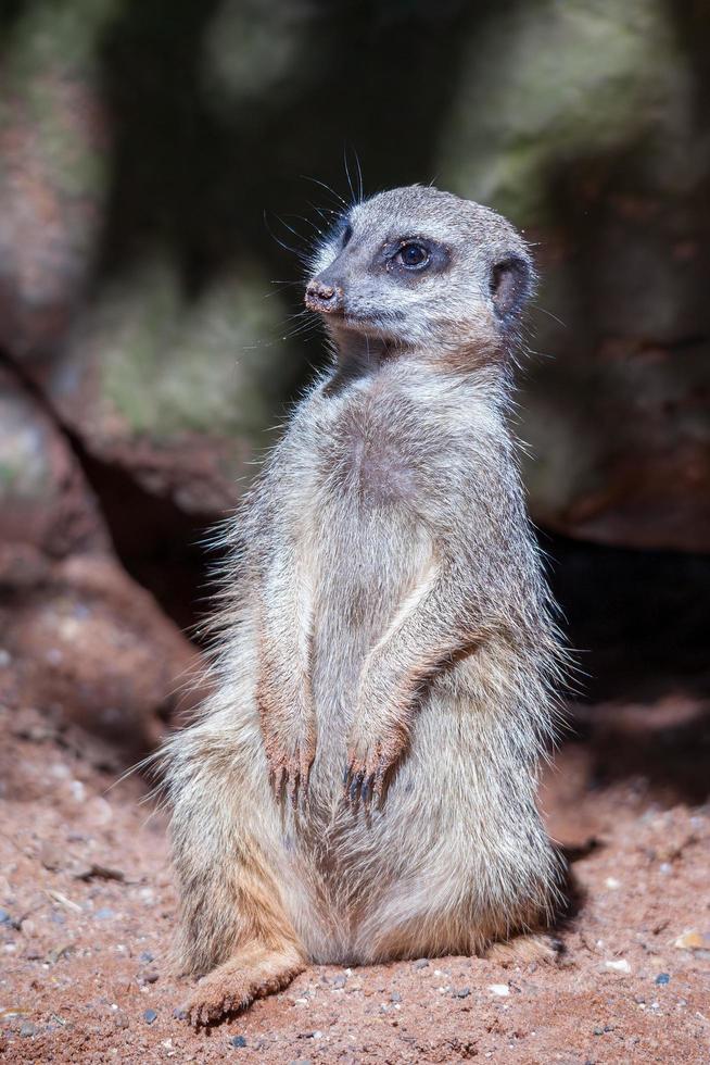 suricata de cola delgada bajo el sol foto