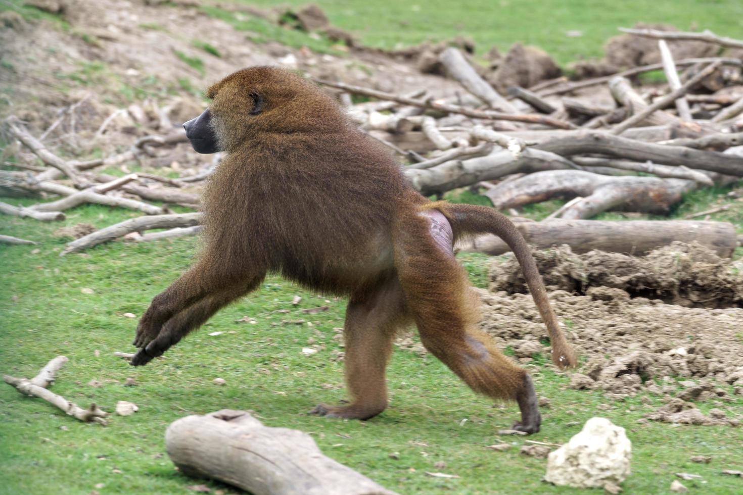 Guinea Baboon running photo