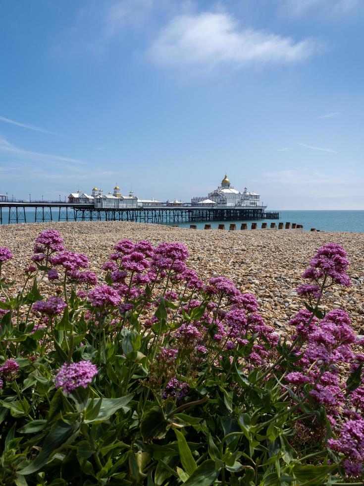 Wild Red Valerian flowers blooming on the beach at Eastbourne in summertime photo