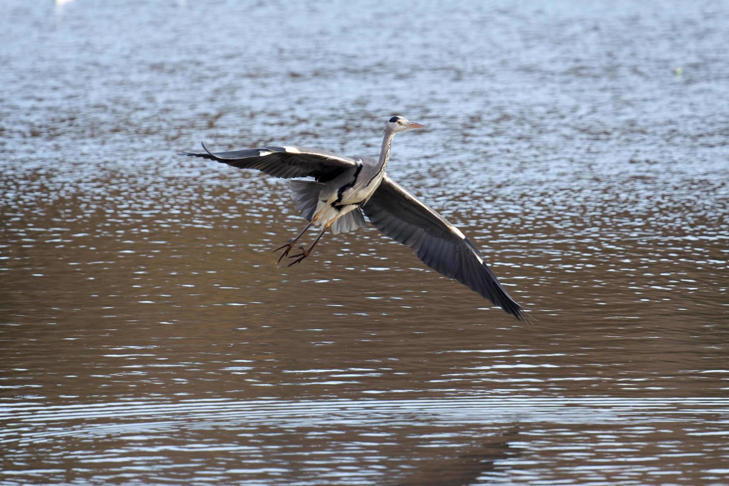 Grey Heron Coming in to Land at Warnham Nature Reserve photo