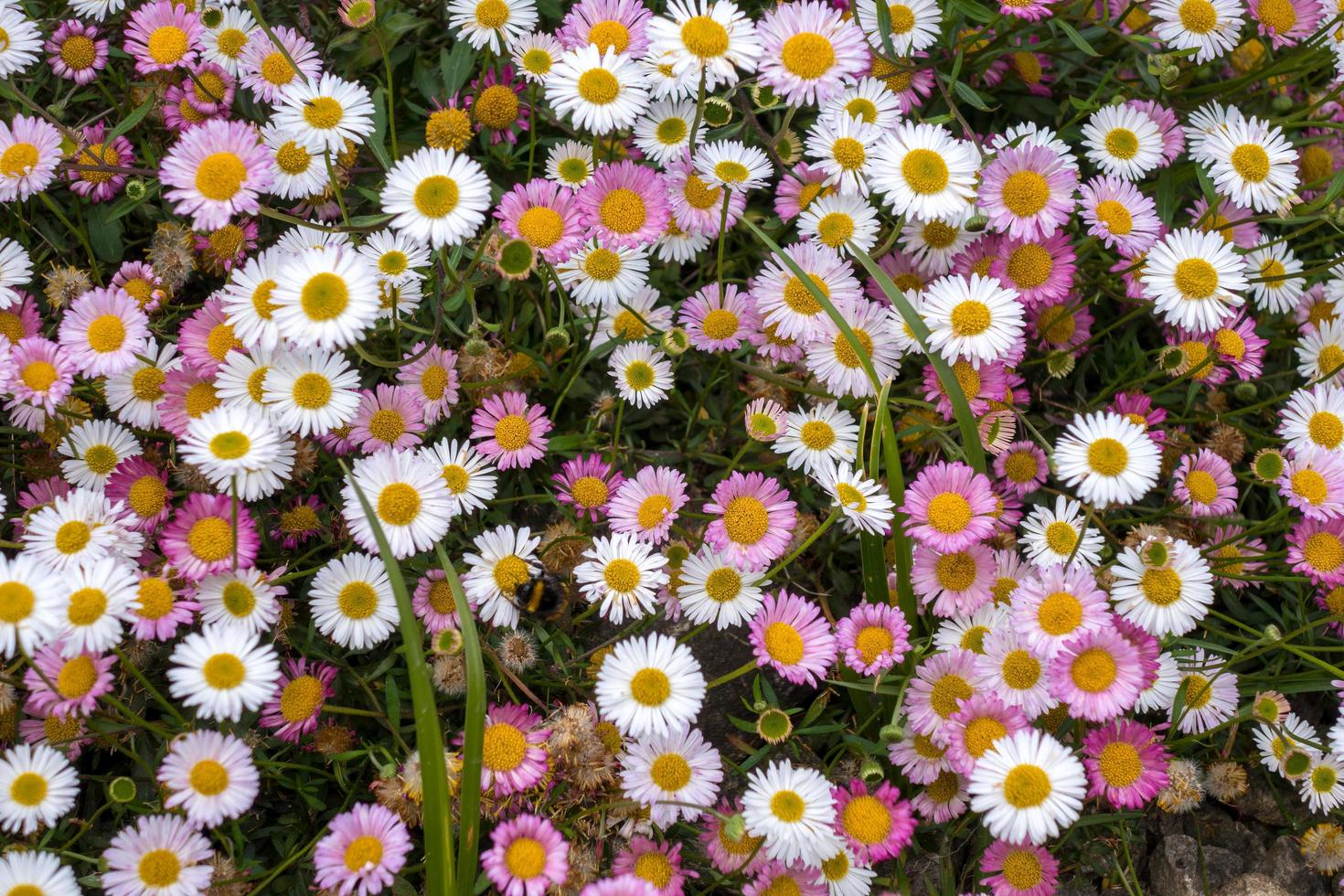 A dense mat of pink and white daisies photo