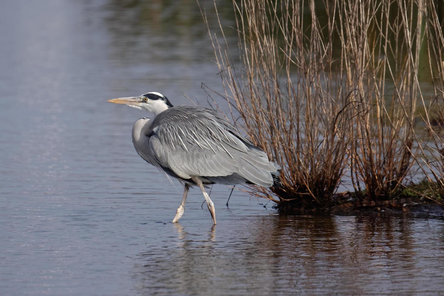 Grey Heron Walking into the Water photo