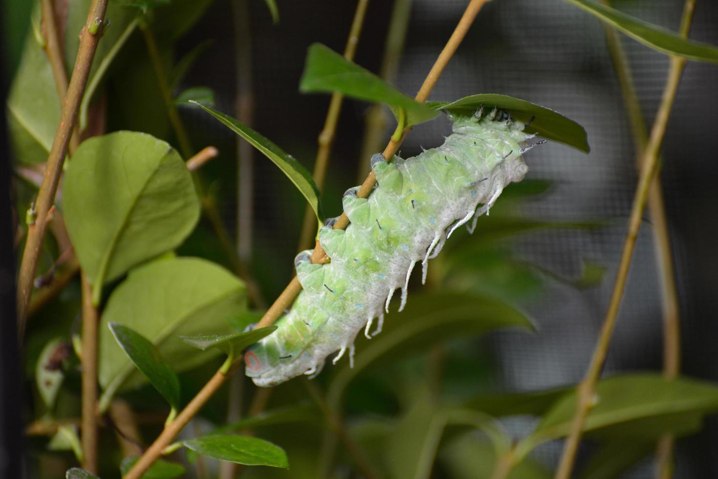 Atlas Moth Caterpillar climbing a plant stem photo