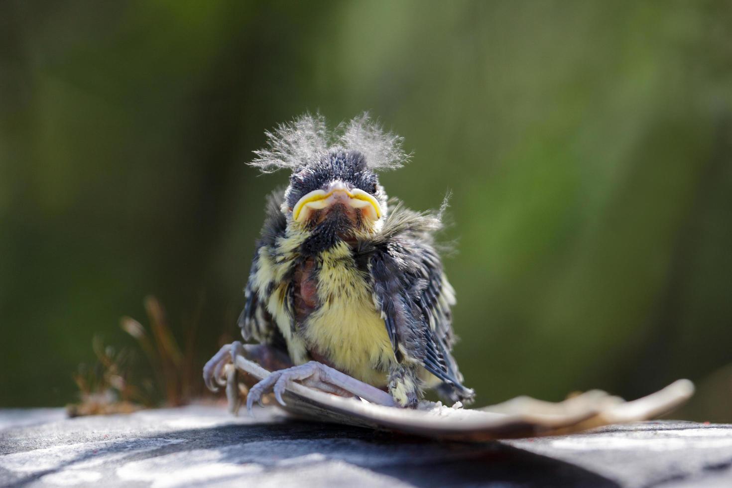 Blue Tit Fledgling with Surfboard photo