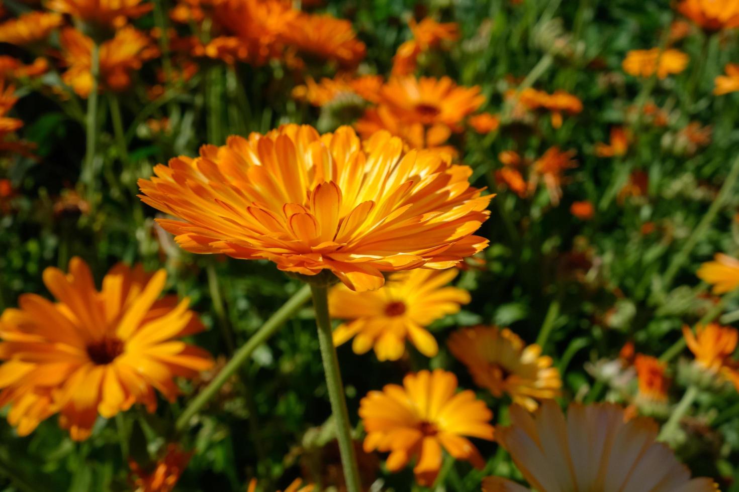 Bright orange Calendula flowering in an English garden photo