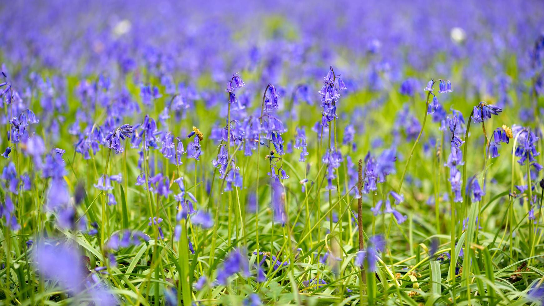 A field full of bluebells photo
