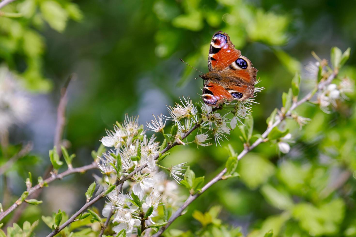 European Peacock Butterfly photo
