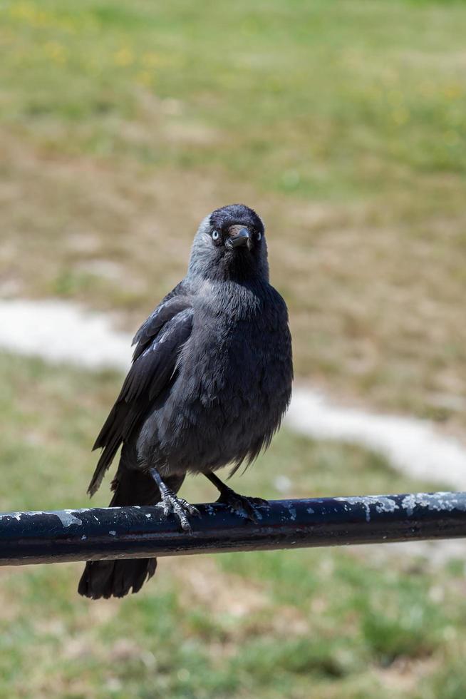 Jackdaw perched on a metal pole photo