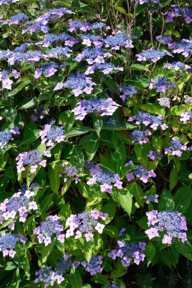 Blue Lacecap Hydrangea flowering profusely photo