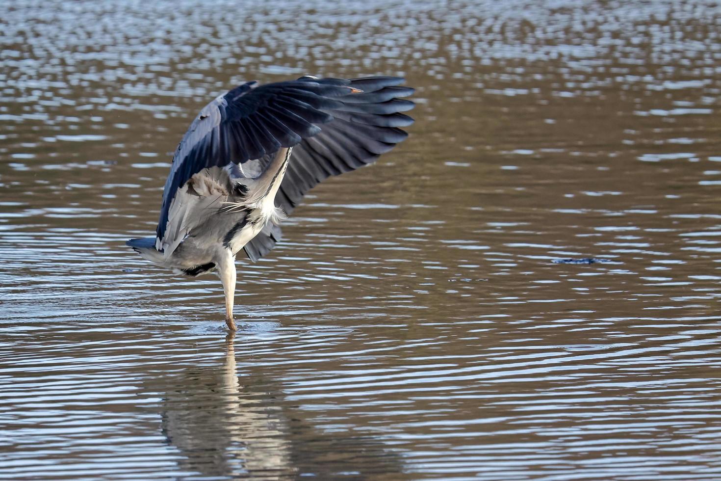 Grey Heron Fishing photo