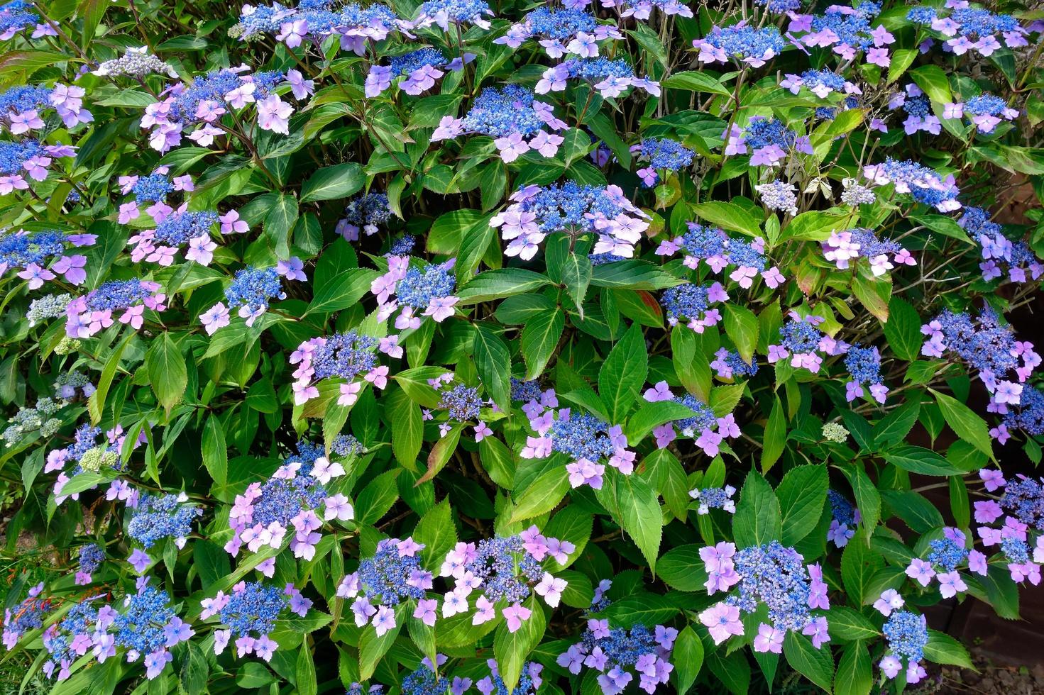 Blue Lacecap Hydrangea photo