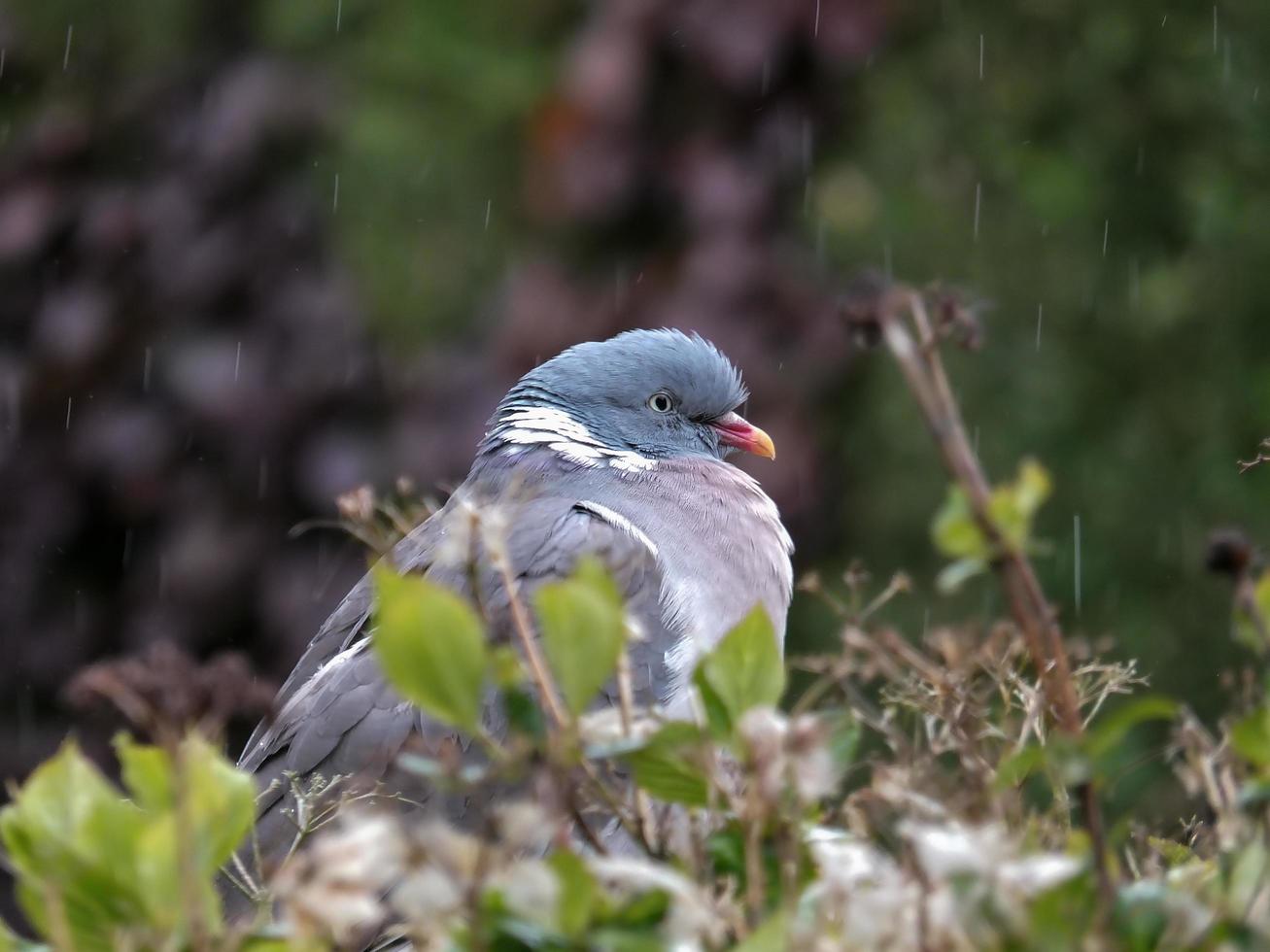 Wood Pigeon sitting in a hedge waiting out the rain photo