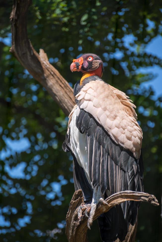 King Vulture perching on a branch photo