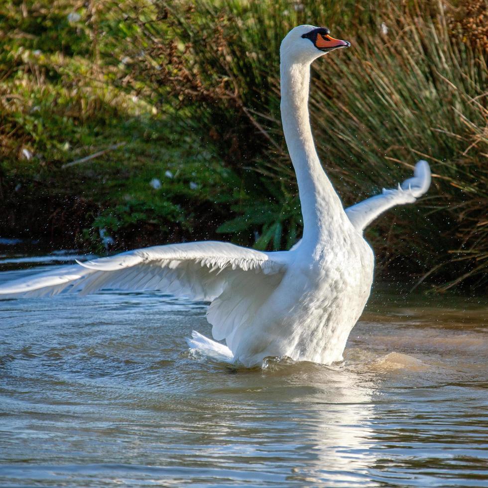 ballet del cisne mudo en el lago foto