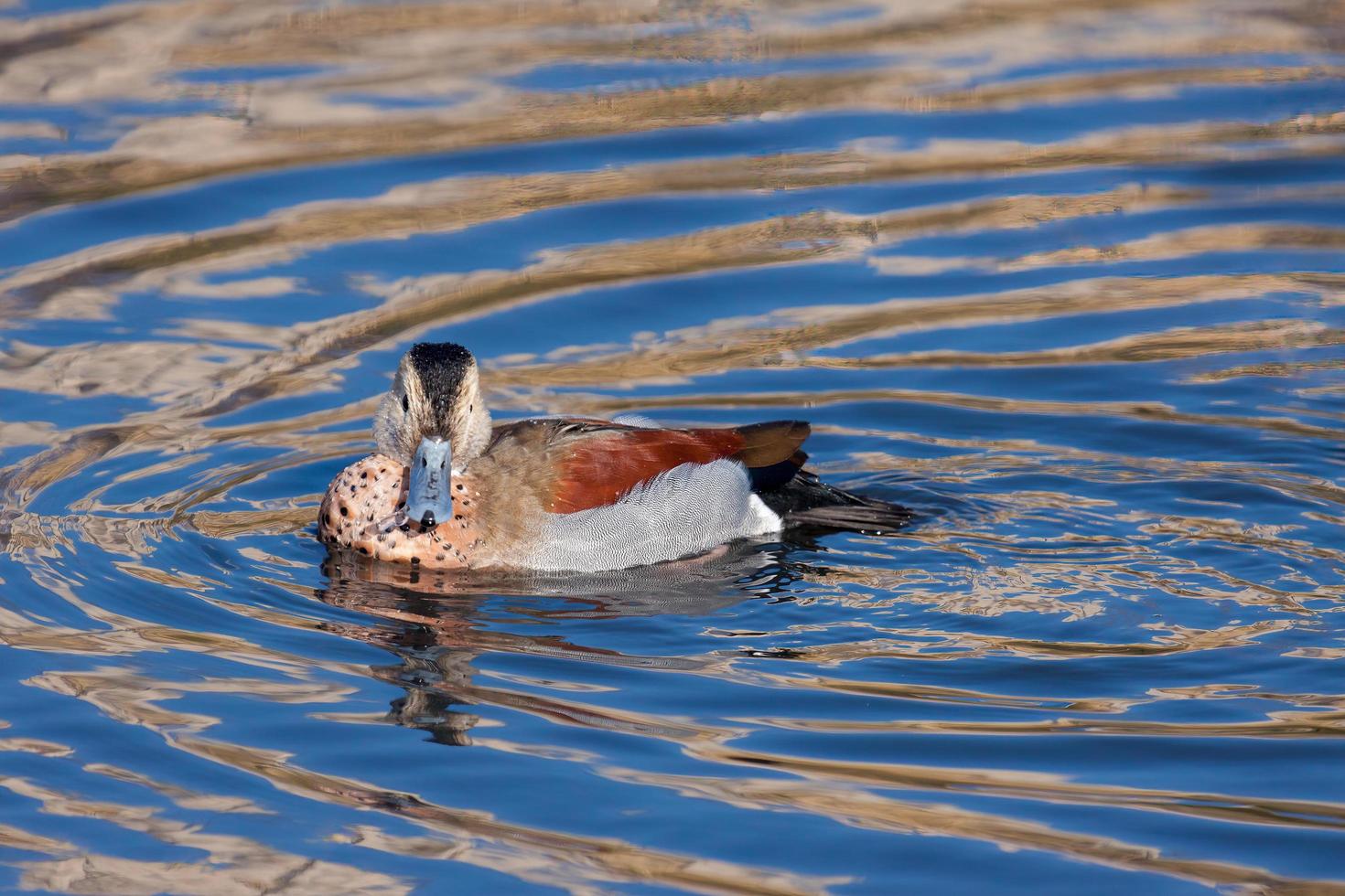 Ringed Teal floating on a sunlit lake photo