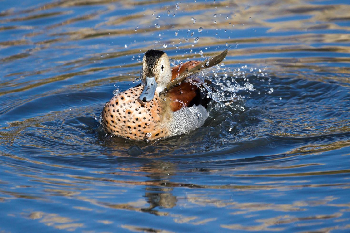 Ringed Teal splashing in the lake photo