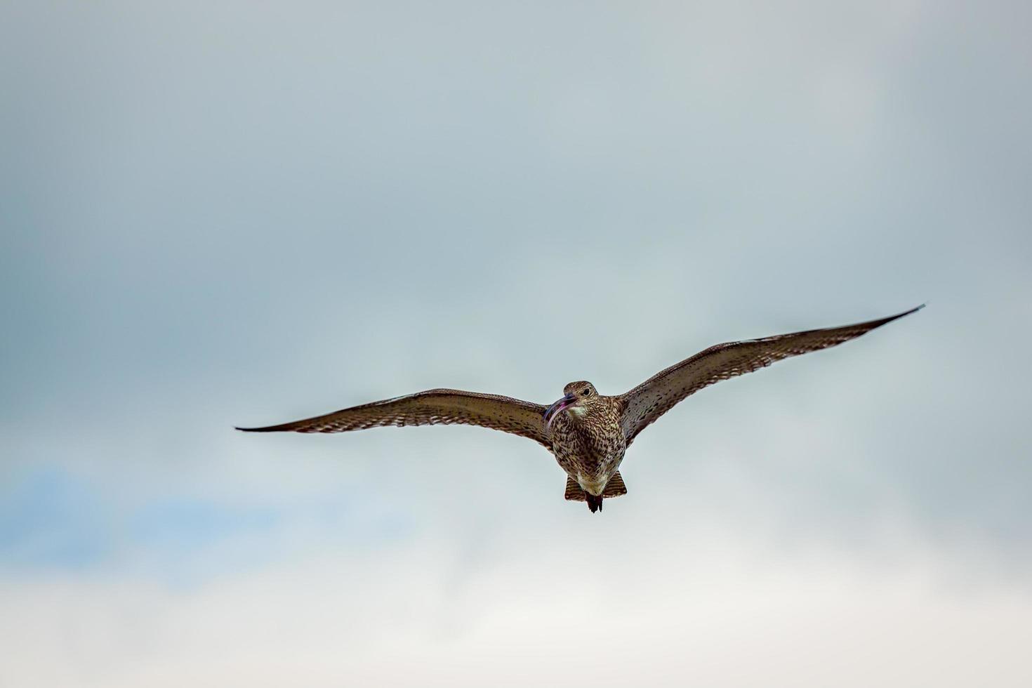 Eurasian Curlewin flight photo