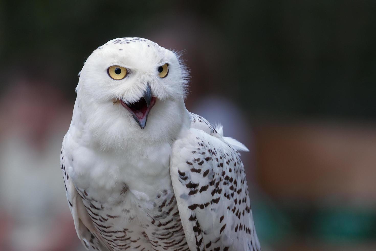 Snowy Owl against a dark background photo