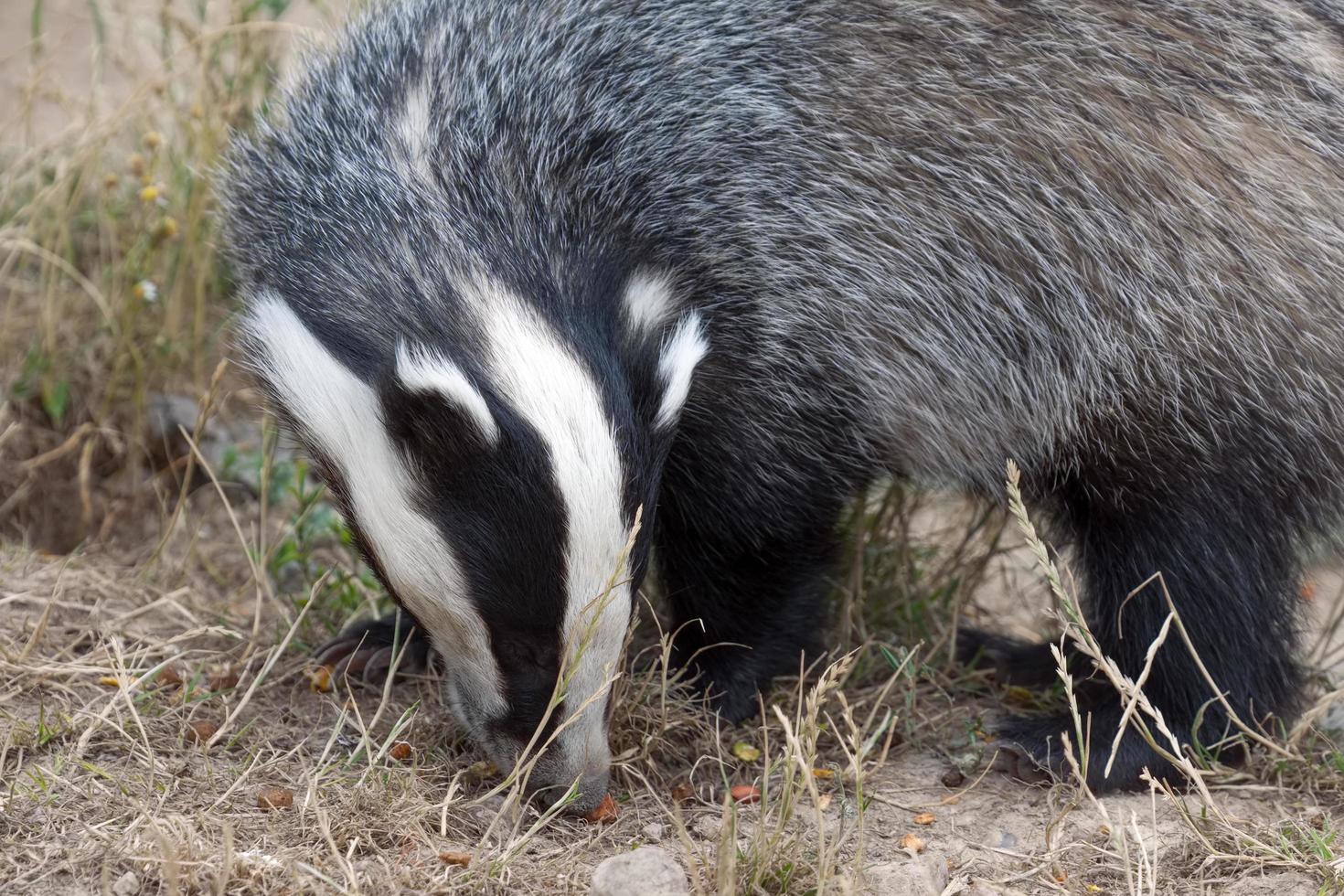 Badger feeding on pellets scattered on the ground photo