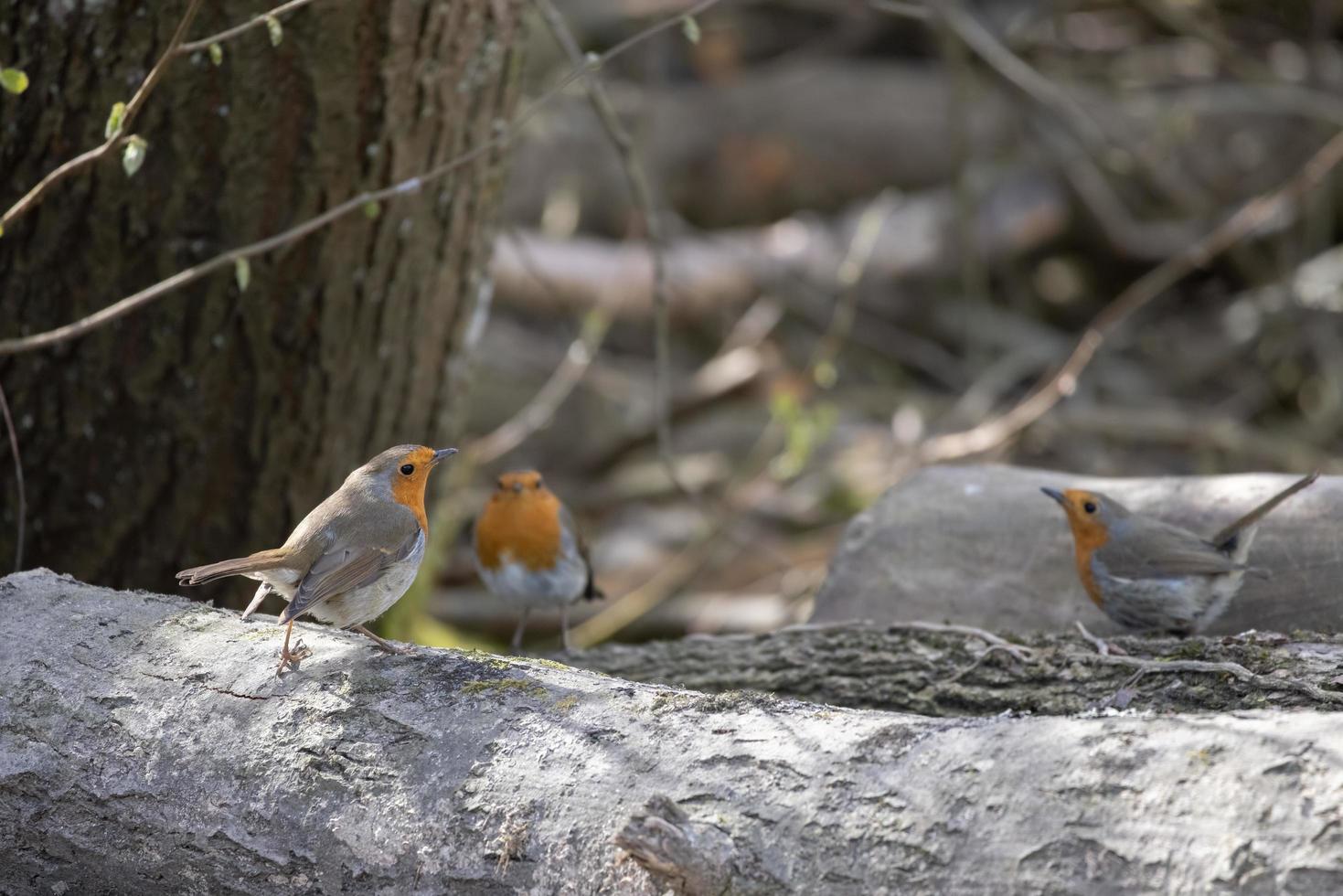 Robins standing on a log in springtime photo