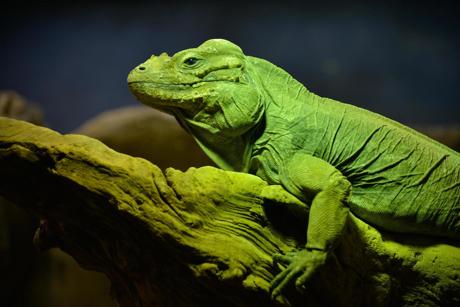 iguana verde descansando sobre un tronco foto