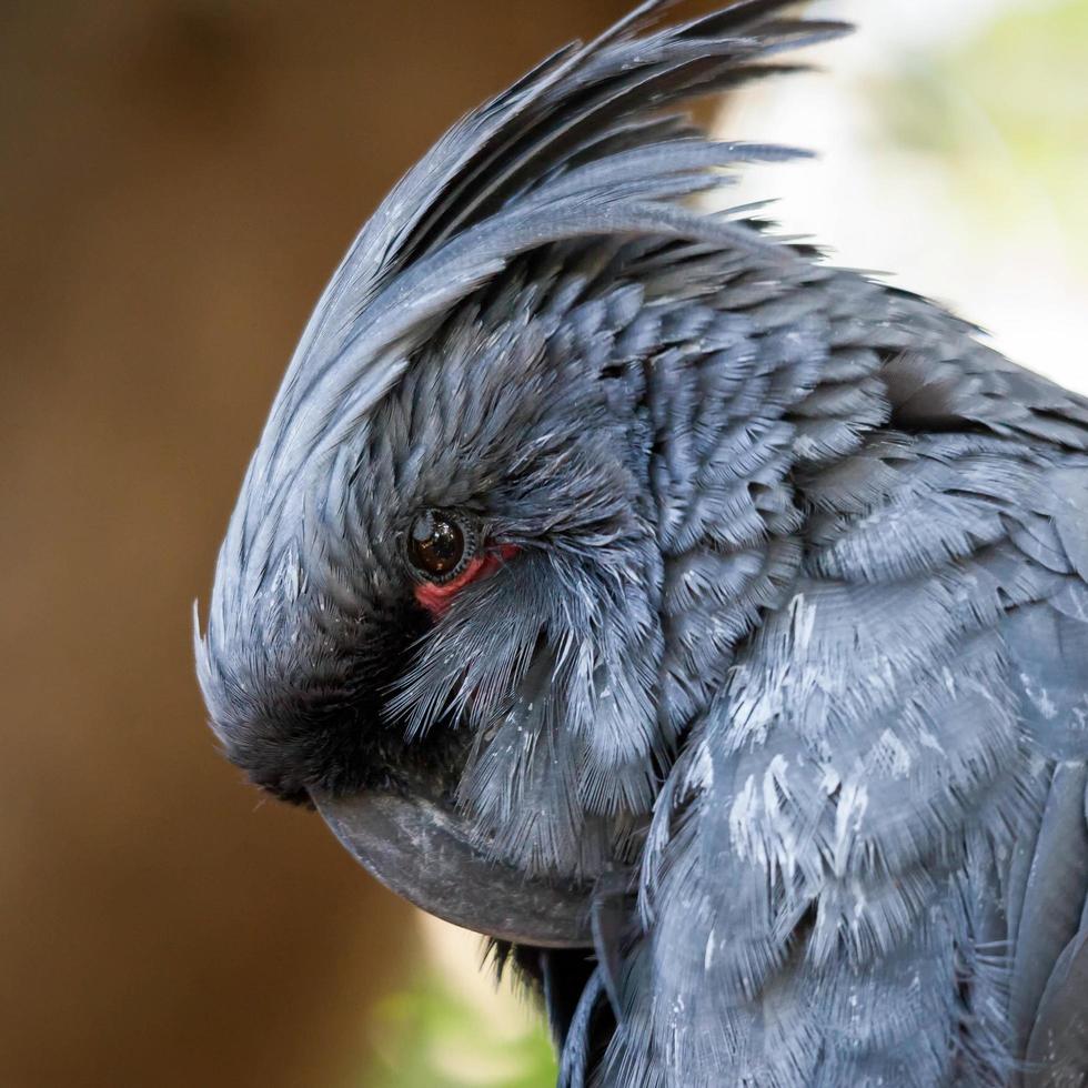 Grey Cockatoo portrait photo