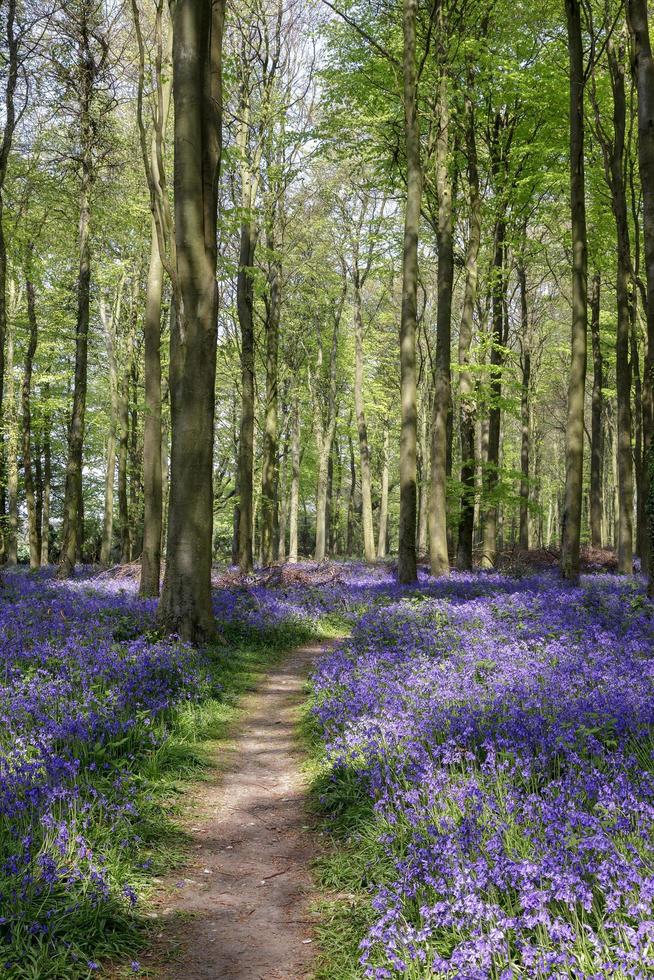 Bluebells in Wepham Woods photo