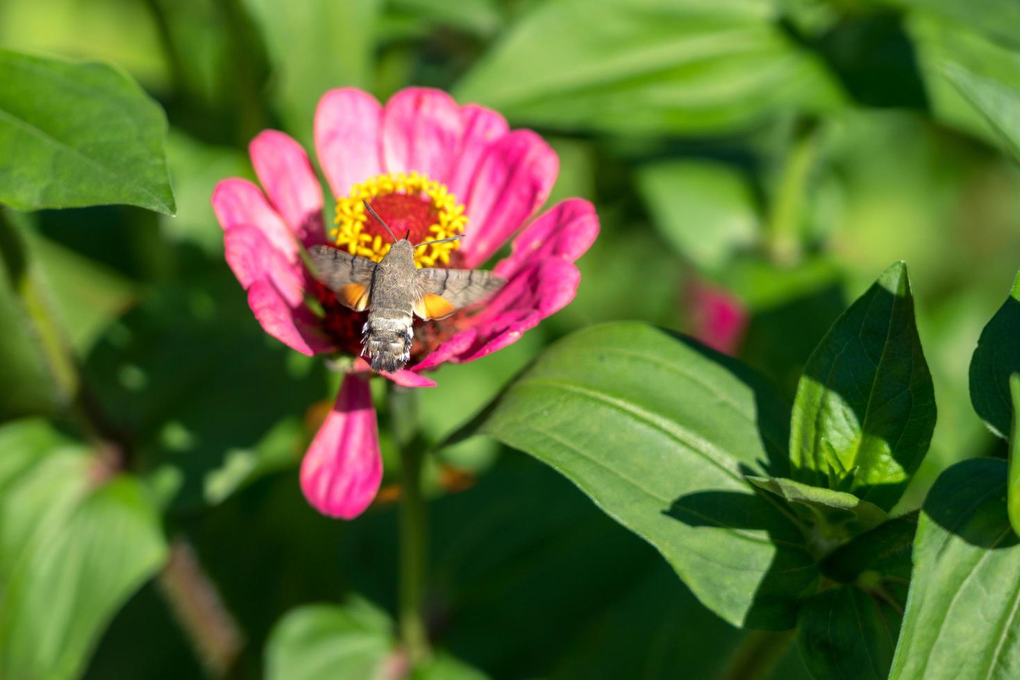 Hummingbird hawk-moth in Romania photo