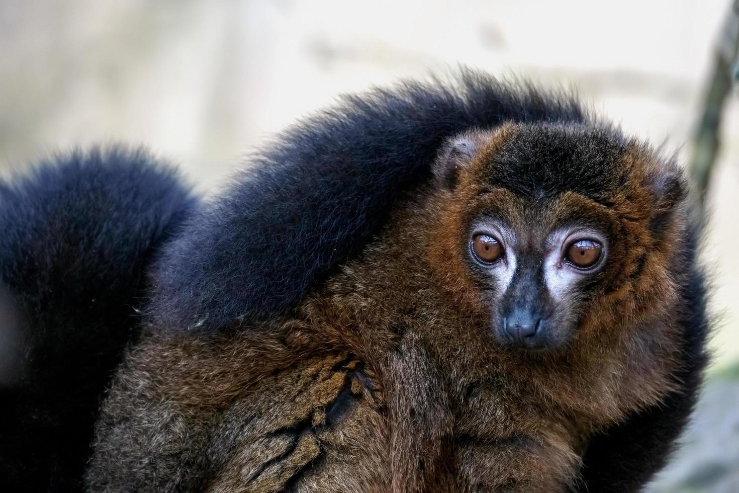 Wide eyed Black Lemur looking alert photo