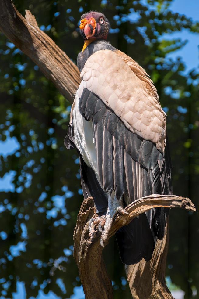 Close up of a King Vulture perched on a dead tree photo