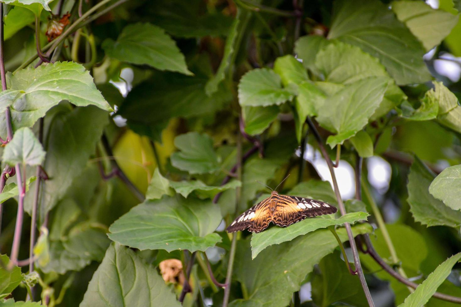 Clipper Butterfly resting photo