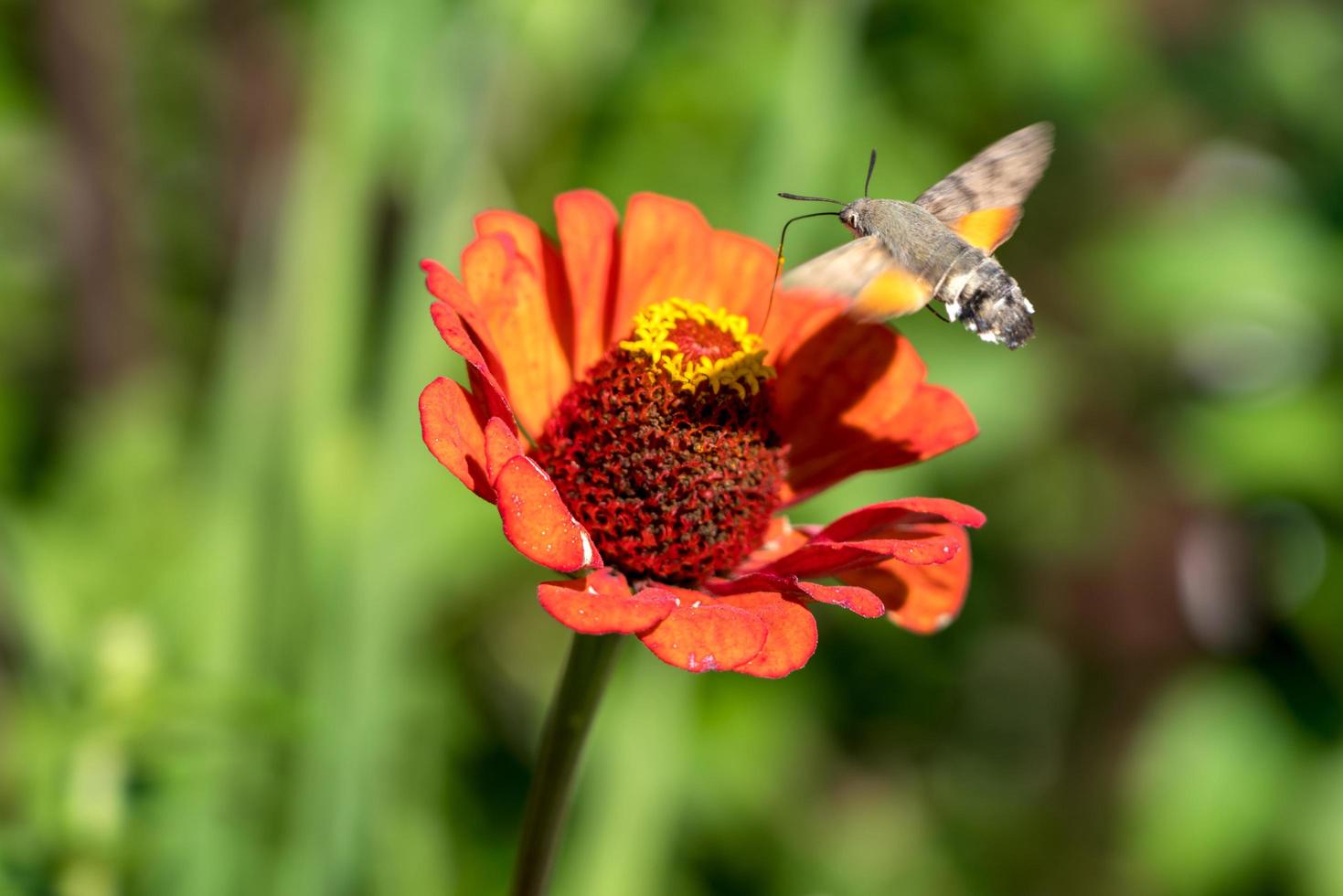 Hummingbird hawk-moth in Romania photo