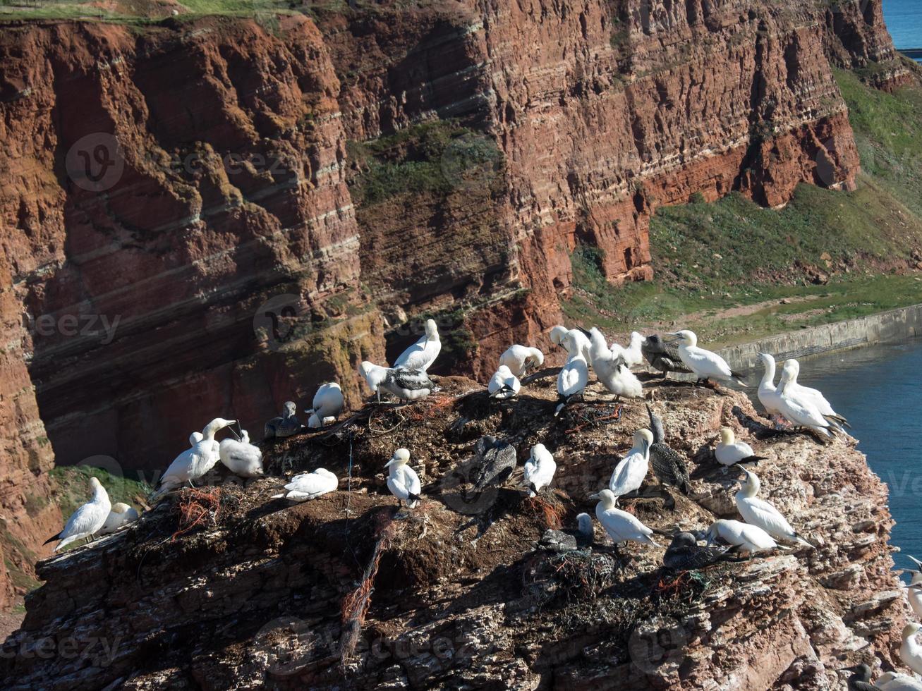 helgoland island in the north sea photo