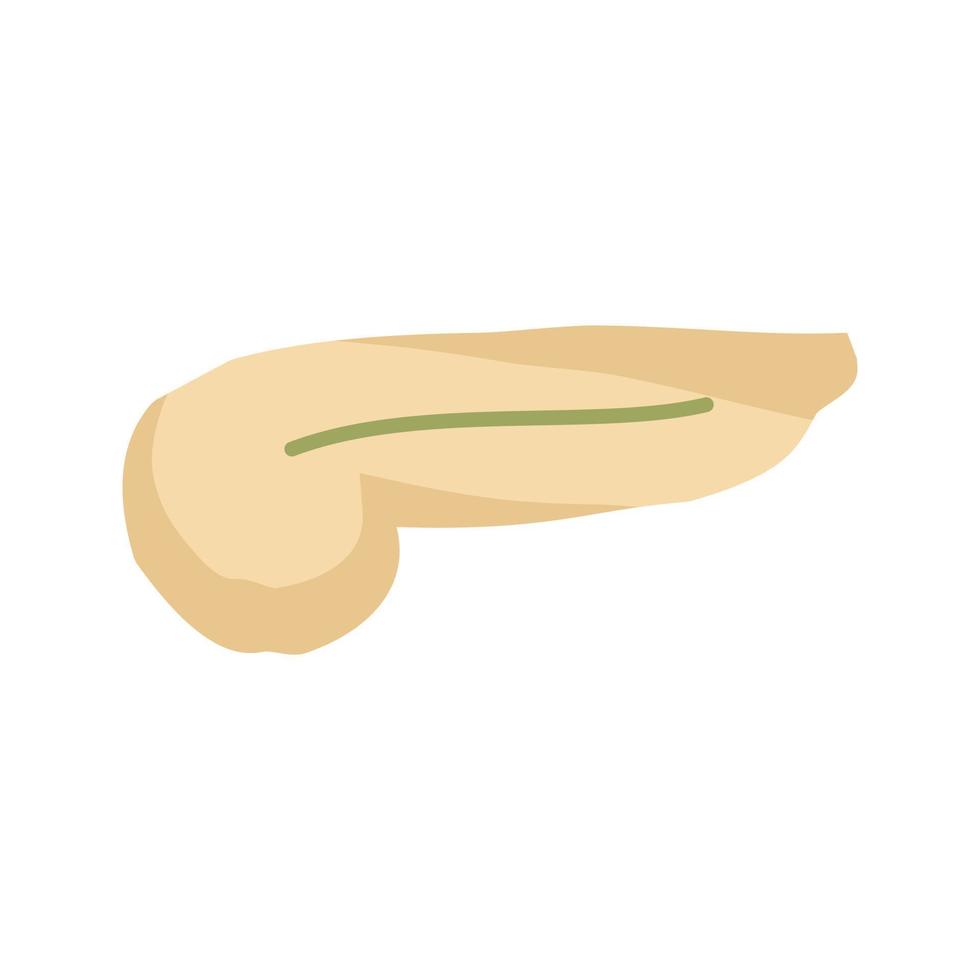 Pancreas Line Icon vector