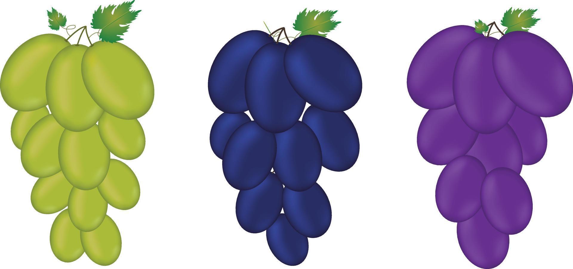 Set o different colors grapes realistic 3d fresh fruit vector icon art.