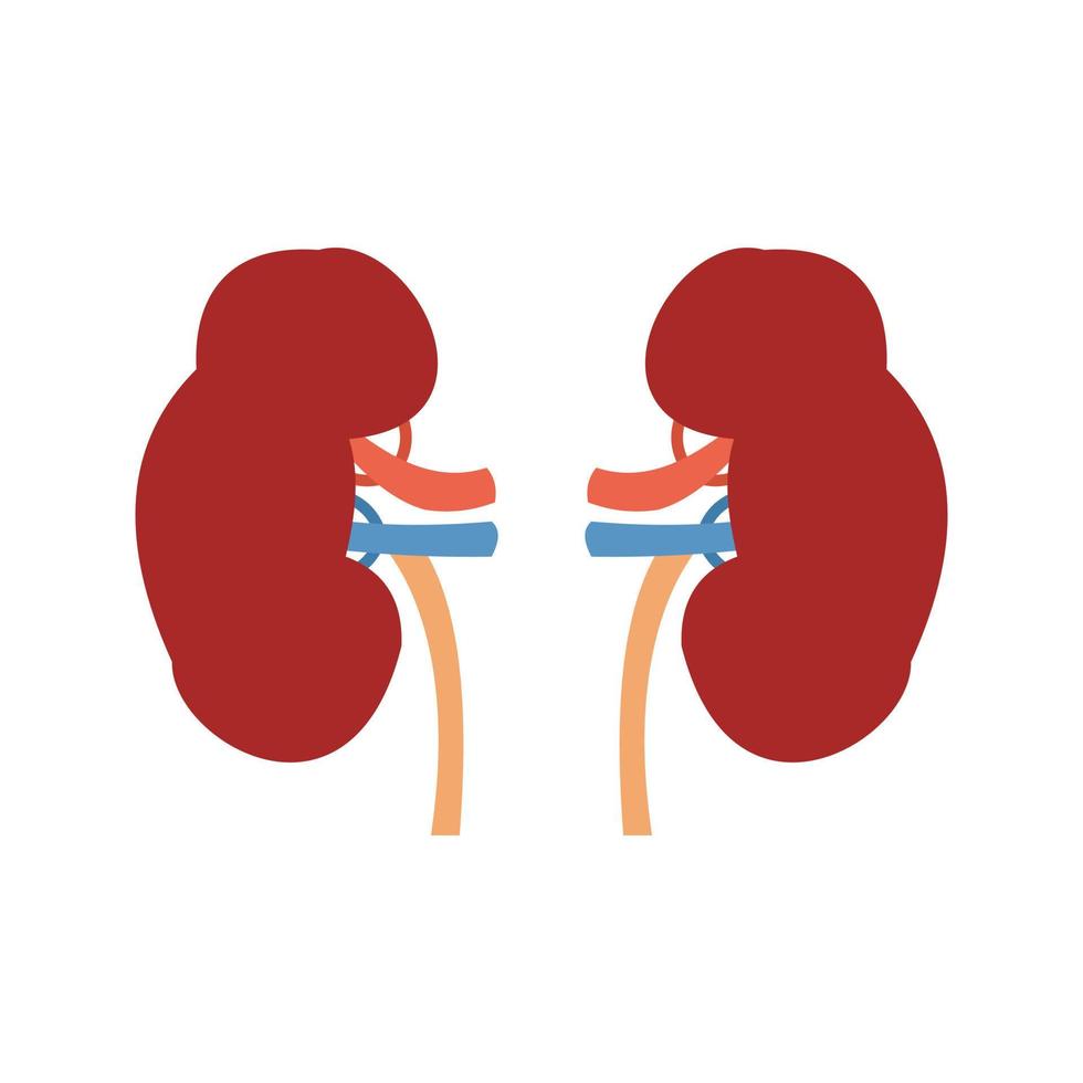 Kidneys Line Icon vector