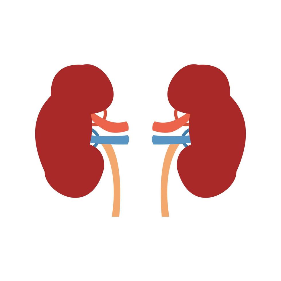 Kidneys Line Icon vector