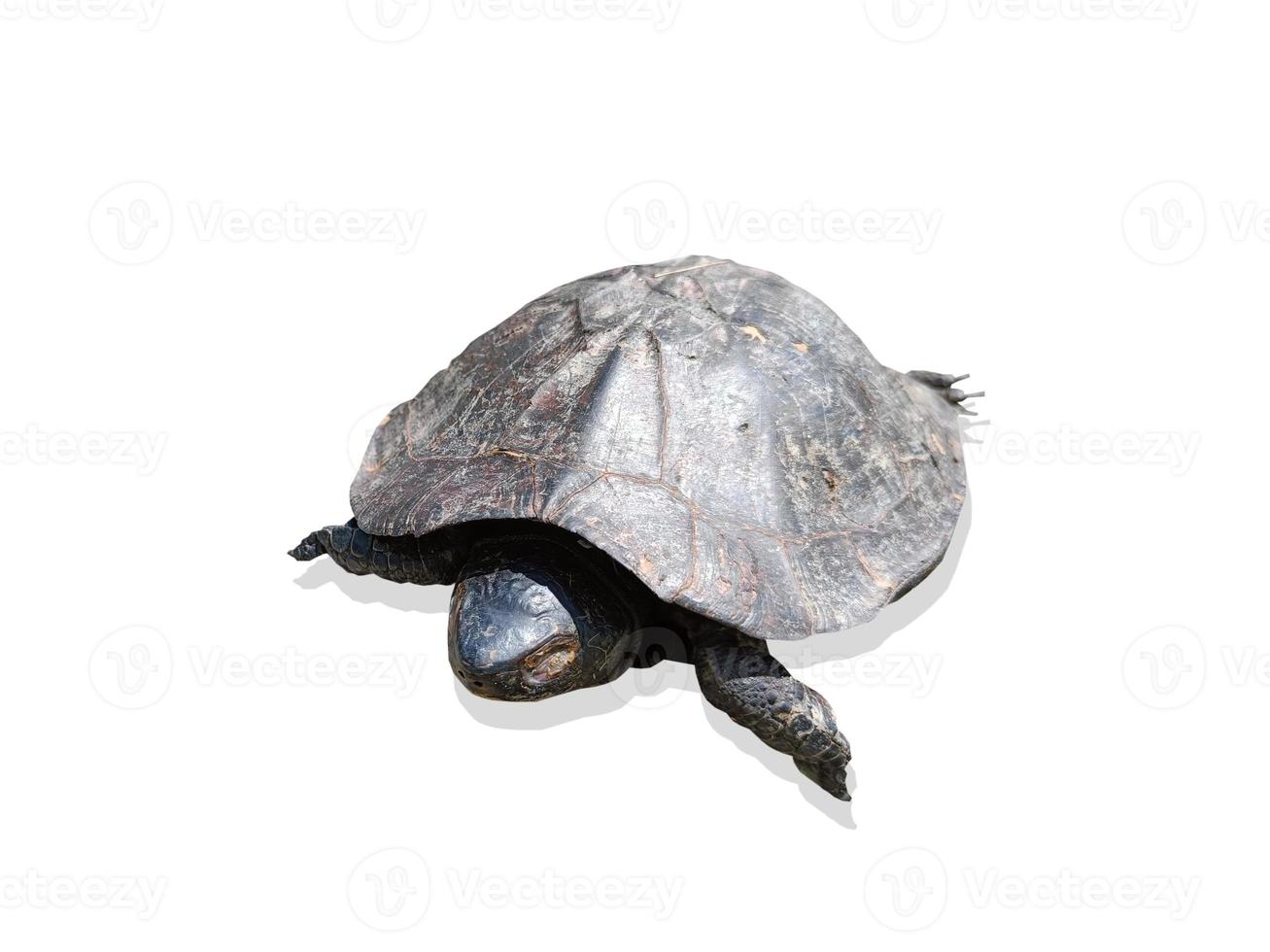 Little turtle isolated on white background with clipping path photo