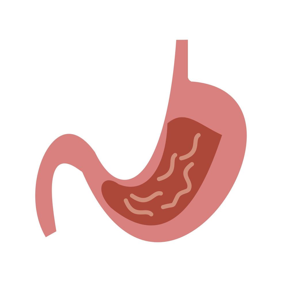 Stomach Line Icon vector