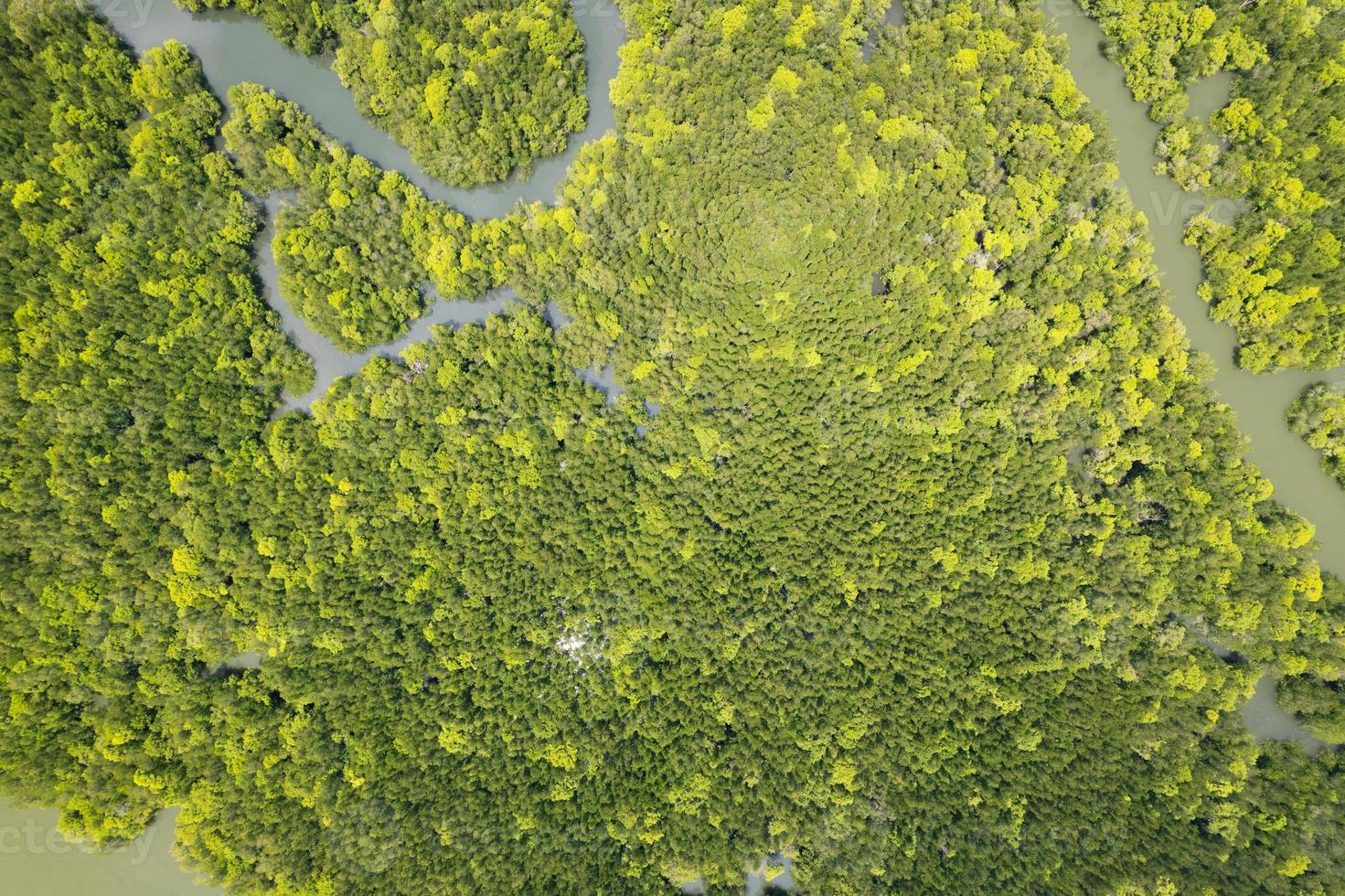 Amazing abundant mangrove forest Aerial view of forest trees Rainforest ecosystem and healthy environment background Texture of green trees forest top down High angle view photo